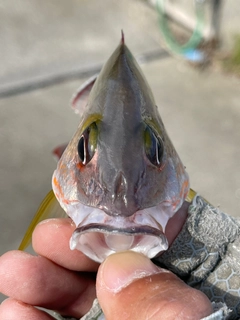 オキフエダイの釣果