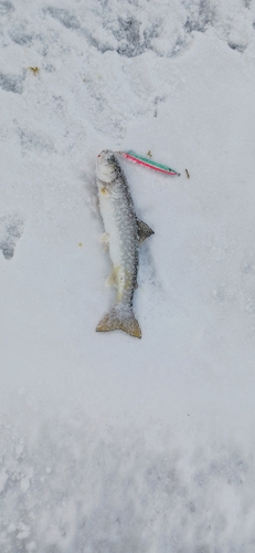 アメマスの釣果