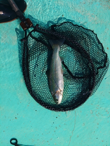 ニジマスの釣果