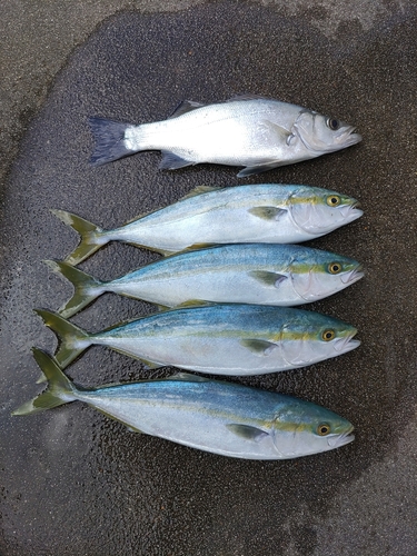 ワカシの釣果