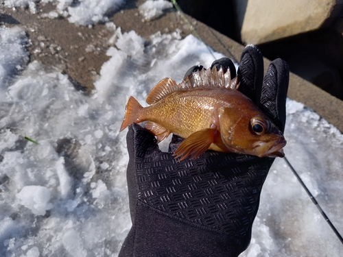 ガヤの釣果