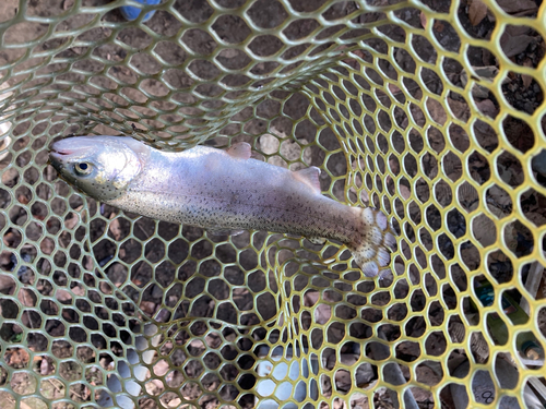 ニジマスの釣果