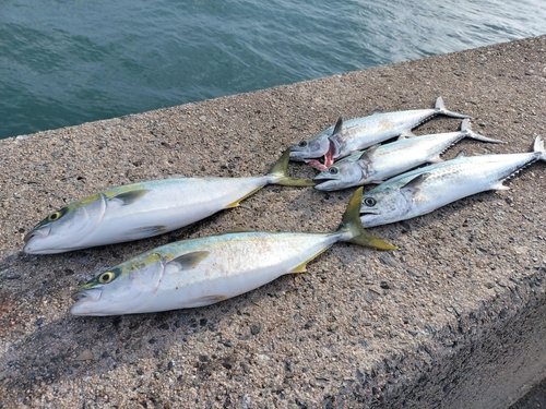 ハマチの釣果