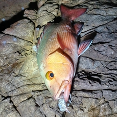 バラフエダイの釣果