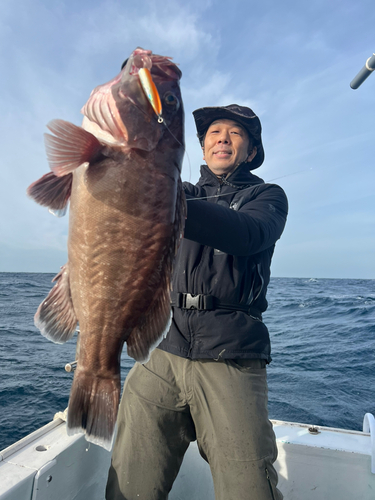 マハタの釣果