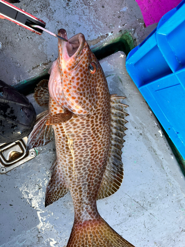 オオモンハタの釣果