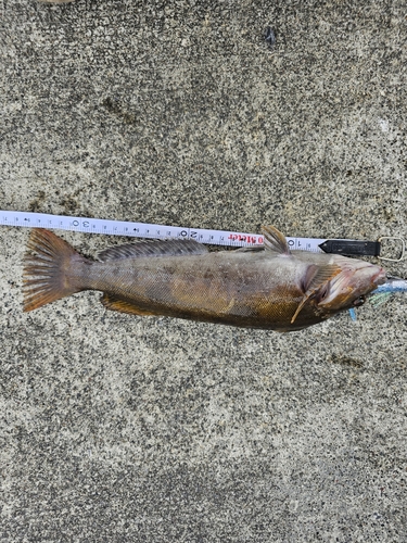 アイナメの釣果