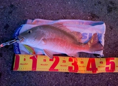 マングローブジャックの釣果