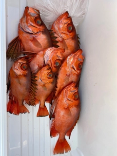 チカメキントキの釣果