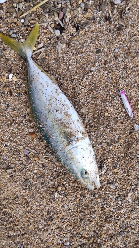 ハマチの釣果