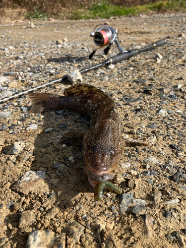 アイナメの釣果