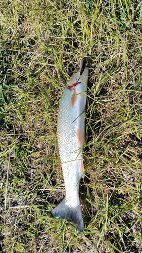 ウグイの釣果