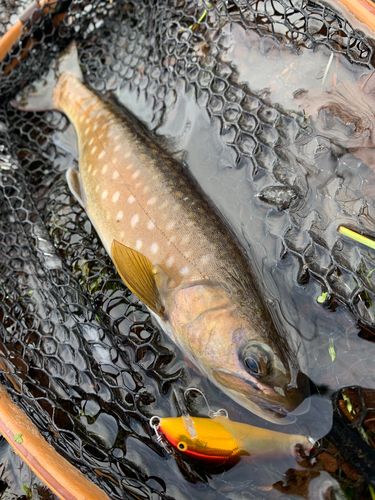 アメマスの釣果