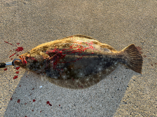 ヒラメの釣果