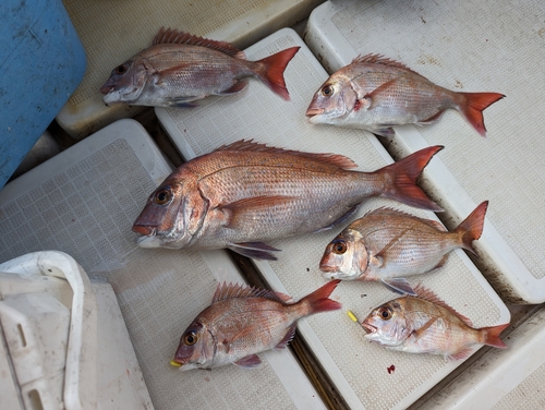 タイの釣果