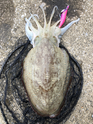 コウイカの釣果