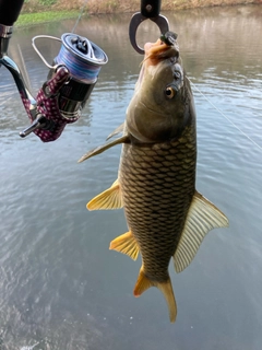 コイの釣果