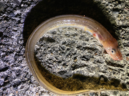 アナゴの釣果