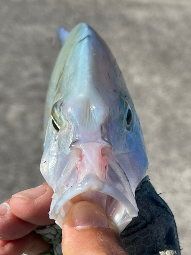 ナンヨウカイワリの釣果