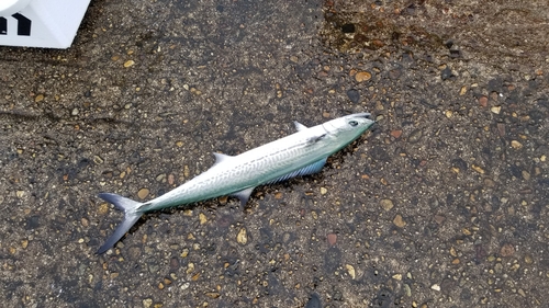 サゴシの釣果