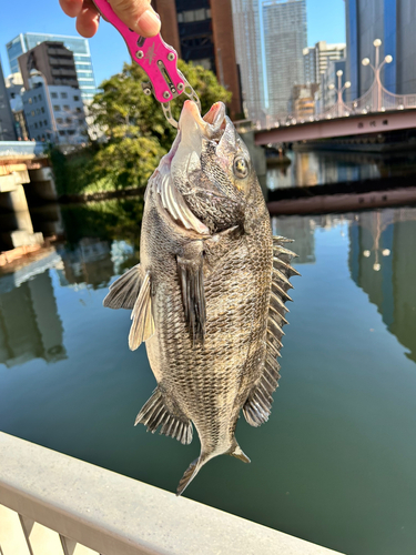 チヌの釣果