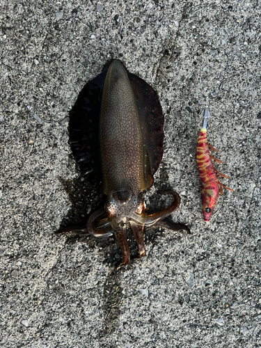 アオリイカの釣果