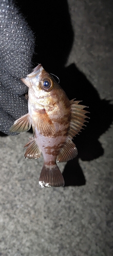 シロメバルの釣果