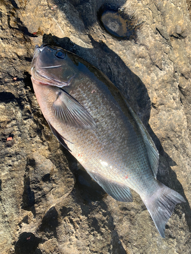 クチブトグレの釣果