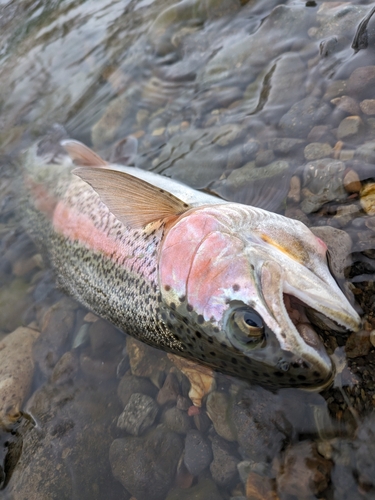 ニジマスの釣果