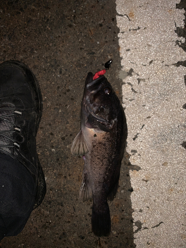 クロソイの釣果