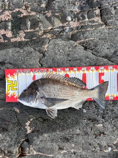 クロダイの釣果