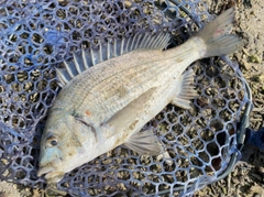 ミナミクロダイの釣果