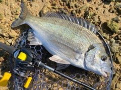 ミナミクロダイの釣果