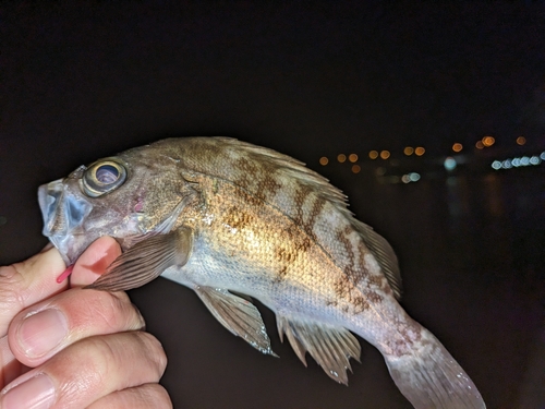 メバルの釣果