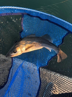 ハネ（ヒラスズキ）の釣果