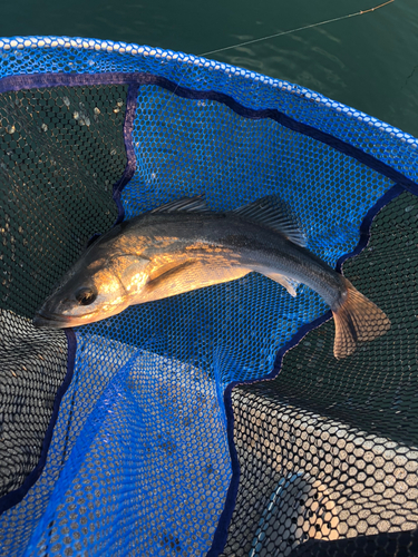 ハネ（ヒラスズキ）の釣果