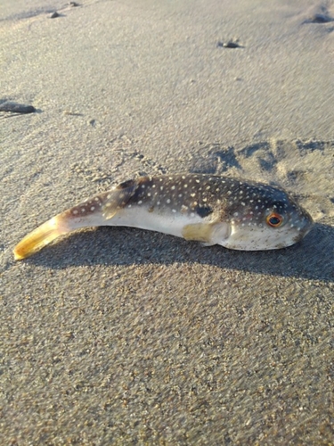 フグの釣果