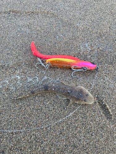 マゴチの釣果