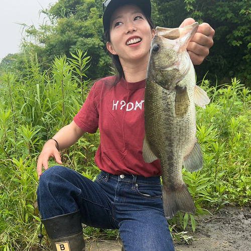 ブラックバスの釣果