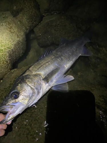 スズキの釣果