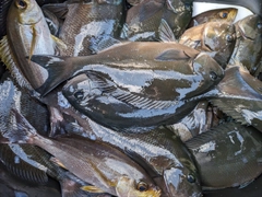 クロの釣果