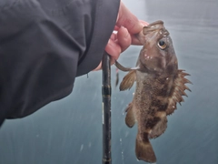 ガヤの釣果