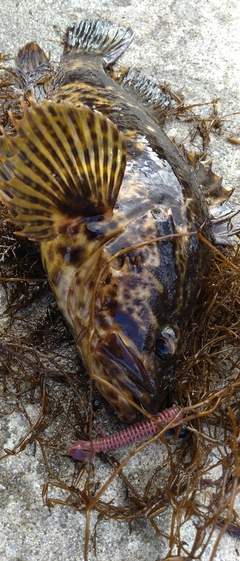 ベッコウゾイの釣果