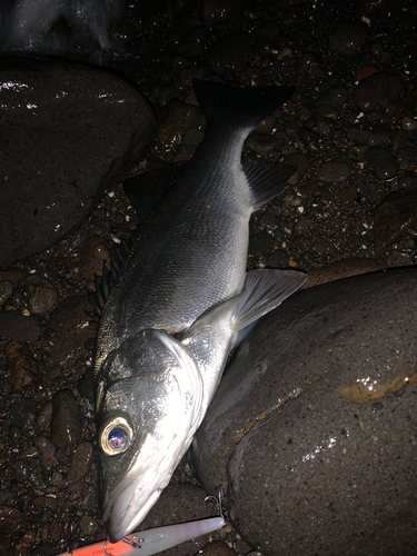 セイゴ（ヒラスズキ）の釣果