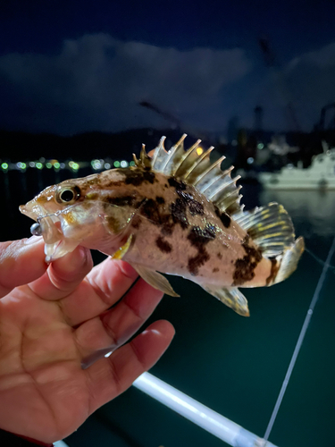 タケノコメバルの釣果