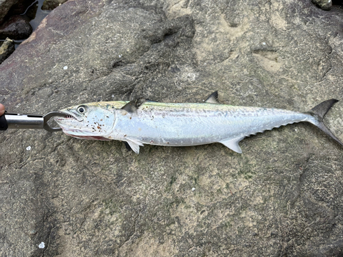 サゴシの釣果