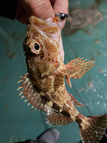 メバルの釣果