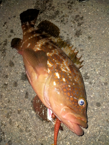 アコウの釣果