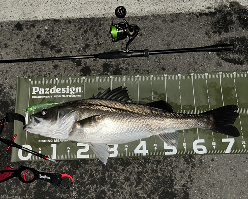 シーバスの釣果