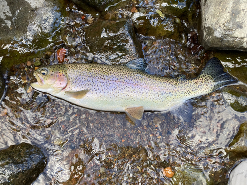 ニジマスの釣果